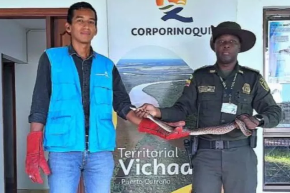 Autoridades rescataron boa constrictor que recorría las calles de Puerto Carreño