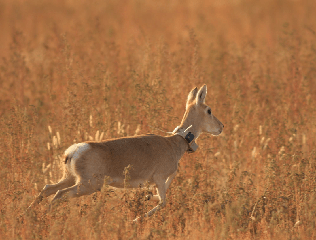 Los científicos quieren saber cómo nuestro encierro ha afectado a los animales salvajes