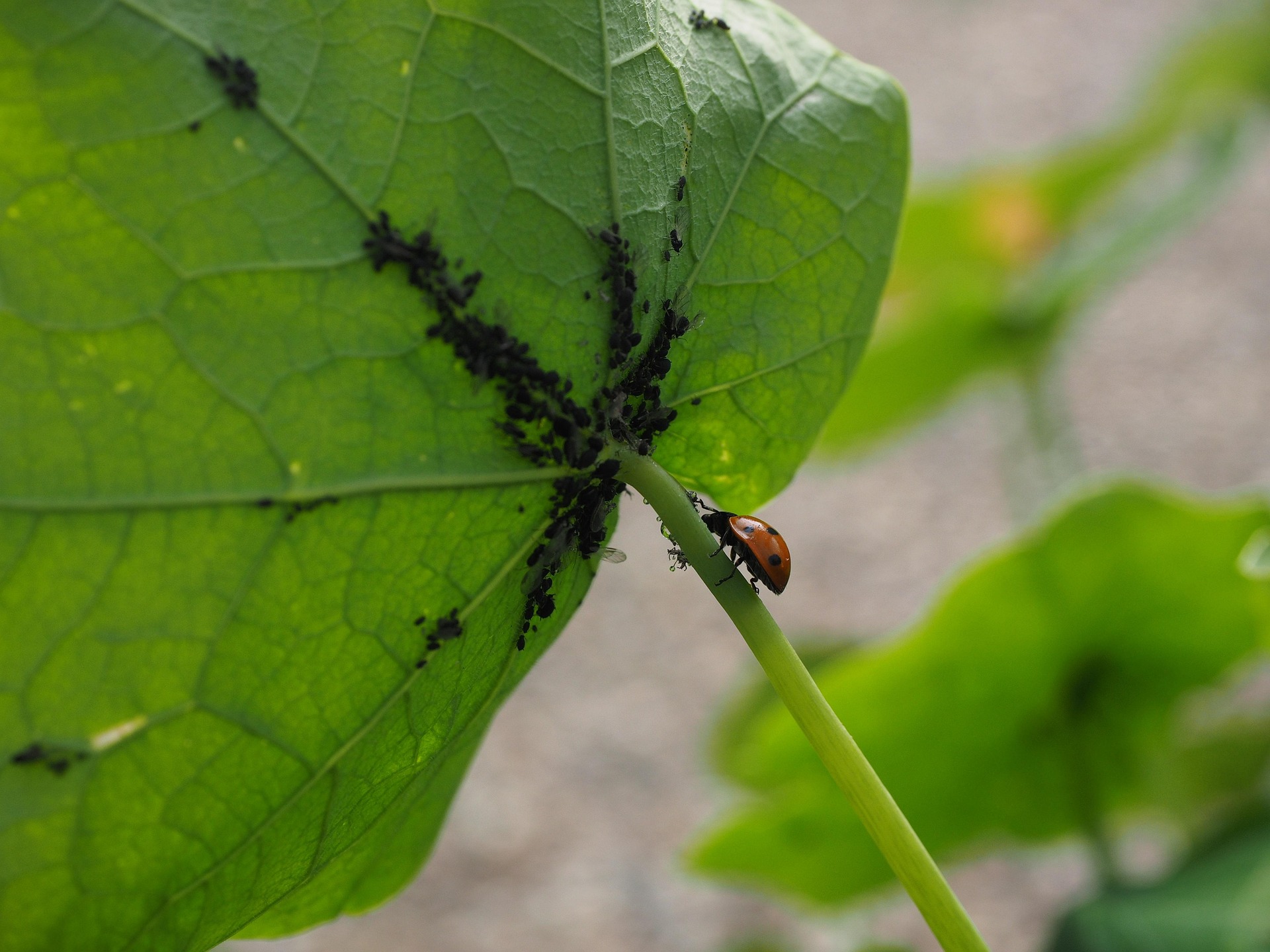 En cuanto a las plagas, insectos como pulgones, cochinillas, caracoles o ácaros afectan a la planta al alimentarse de su savia, hojas o tallos, lo que debilita sus tejidos, frena su crecimiento y puede facilitar la transmisión de enfermedades. Por eso, es clave revisar con frecuencia el envés de las hojas, donde suelen ocultarse; la presencia de manchas blancas, negras o rojizas puede ser una señal de infestación. Para prevenir y controlar estos problemas, se recomienda aplicar periódicamente productos fitosanitarios o recurrir a alternativas como el jabón potásico, el aceite de neem y mantener una buena higiene vegetal.