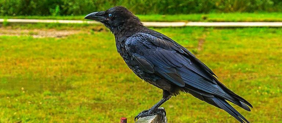 Otra muestra de la inteligencia de los cuervos: usan la memoria para hallar presas de lobos