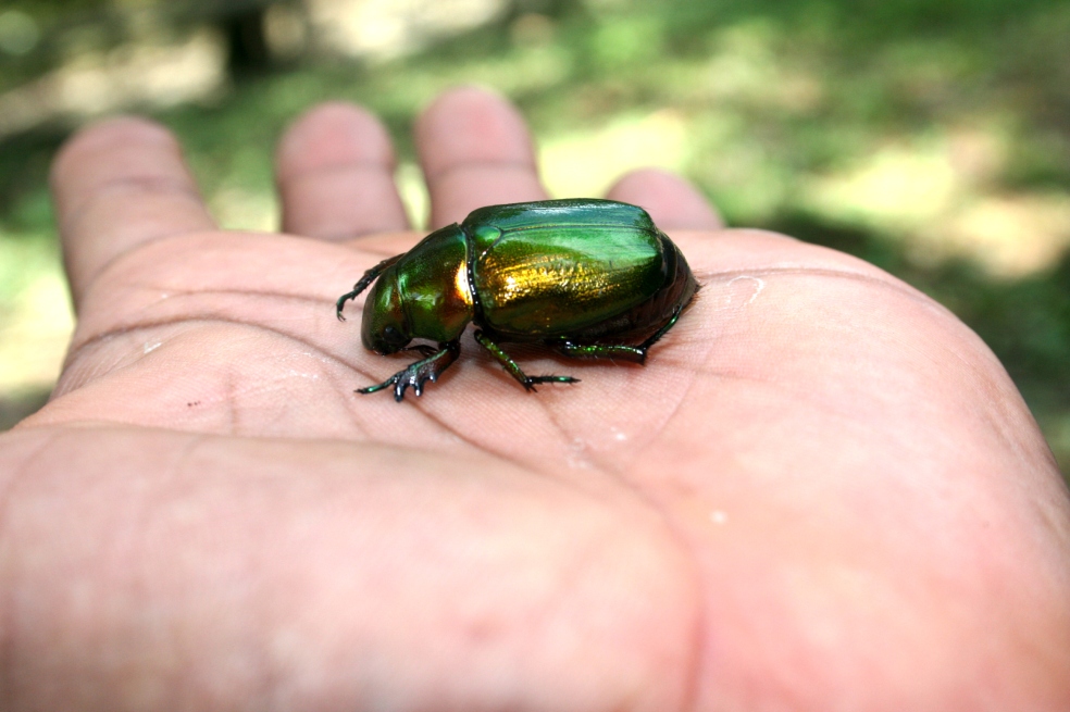 La historia de cómo la evolución le permitió a los escarabajos colonizar la Tierra