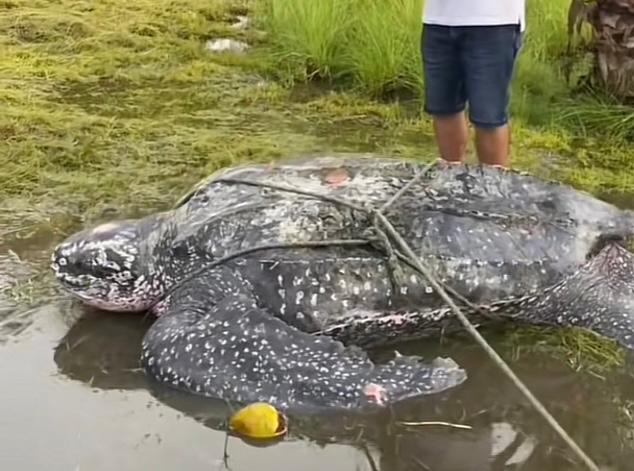 Rescatan gigantesca tortuga laúd que había quedado atrapada en una finca de Córdoba