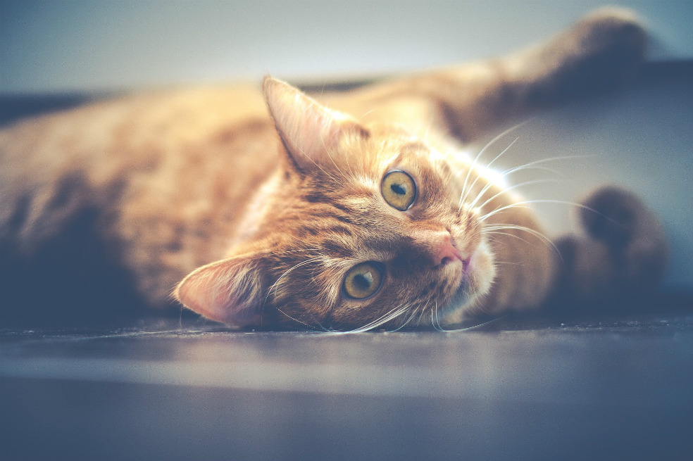 Cárcel para un hombre que lanzó a una gata desde el décimo piso de un edificio