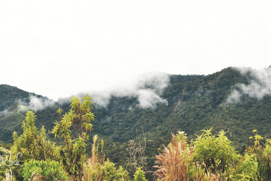 Tesoros bajo los bosques de niebla