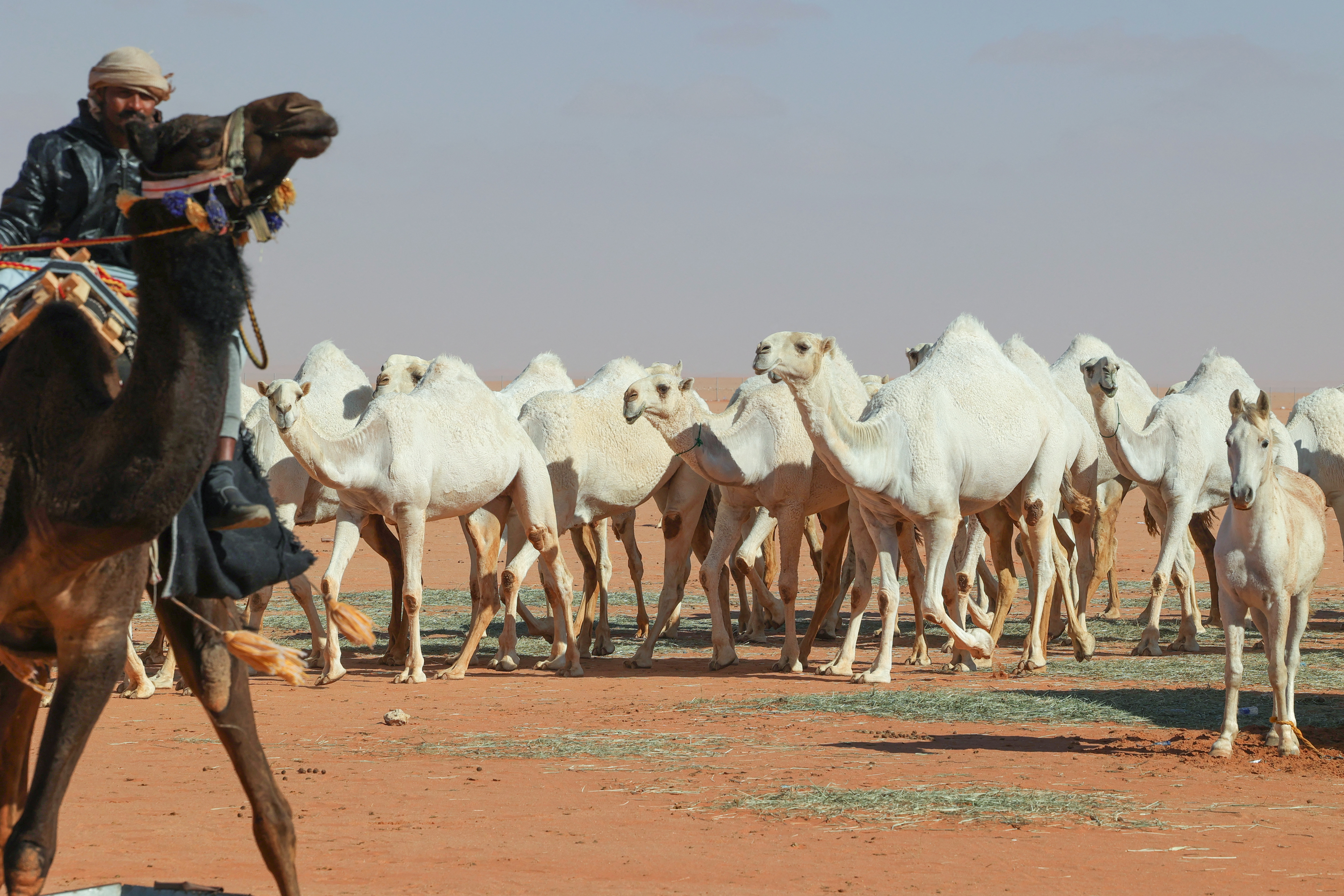 Saudi herder Mansour al-Qatula is pictured next to his animals during the annual King Abdulaziz Camel Festival in Rumah desert, northeast of the Saudi capital Riyadh, on January 10, 2023. - Qatula uses a mode of communication with camels, known as Alheda'a which was recently inscribed on UNESCO's list of intangible cultural heritage, highlighting the deep traditional connection between camels and inhabitants of the Arabian Peninsula. (Photo by Fayez Nureldine / AFP)