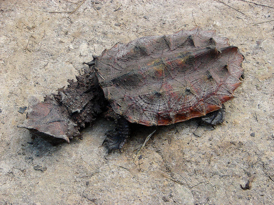 La tortuga matamata es traficada para usos medicinales, así como para el consumo humano y su adquisición como mascota.