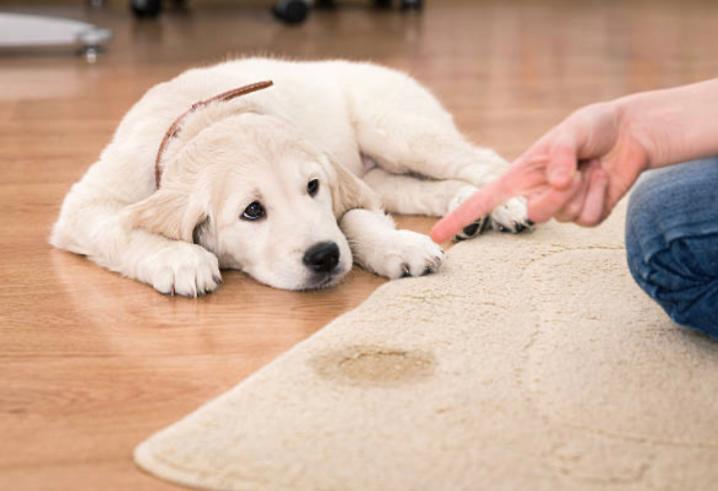 ¿Cómo puedo entrenar a mi mascota para que haga sus necesidades en el lugar adecuado?