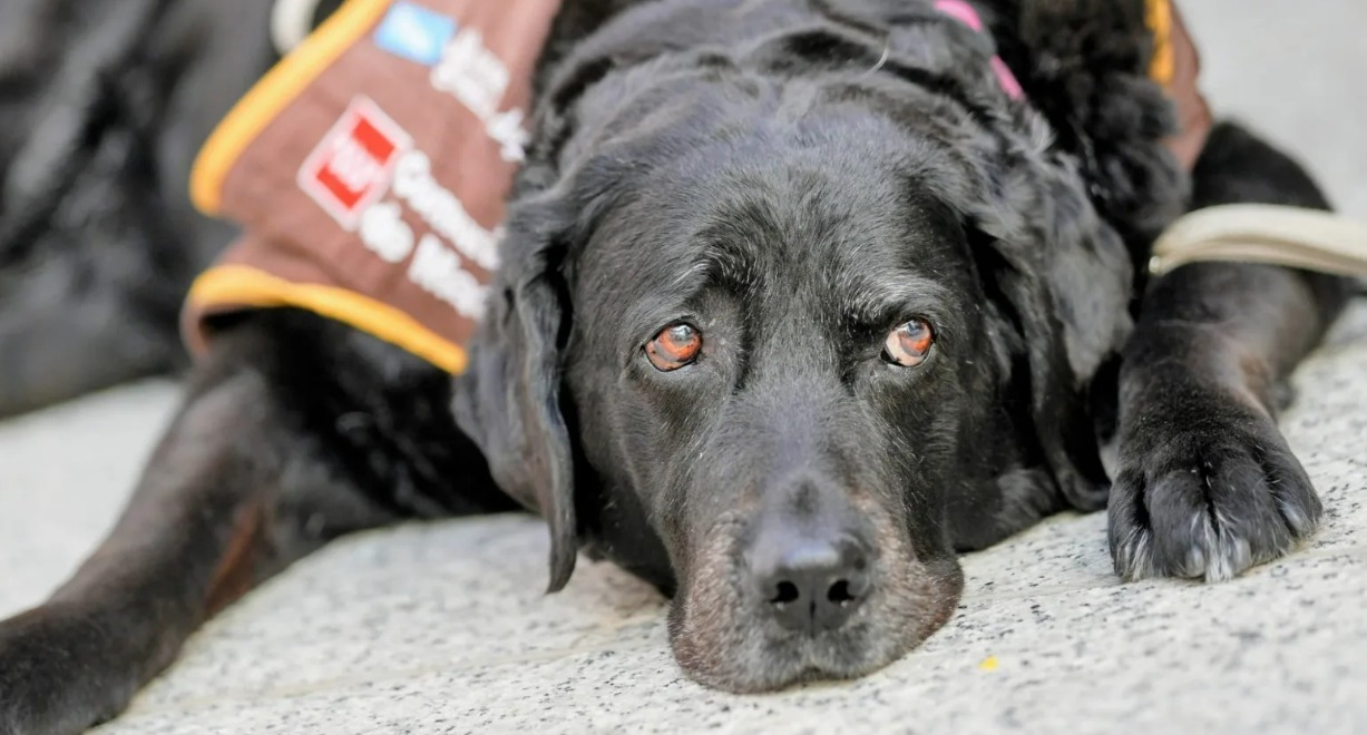 Eika hace historia como la primera perrita de apoyo en un juicio por violencia de género