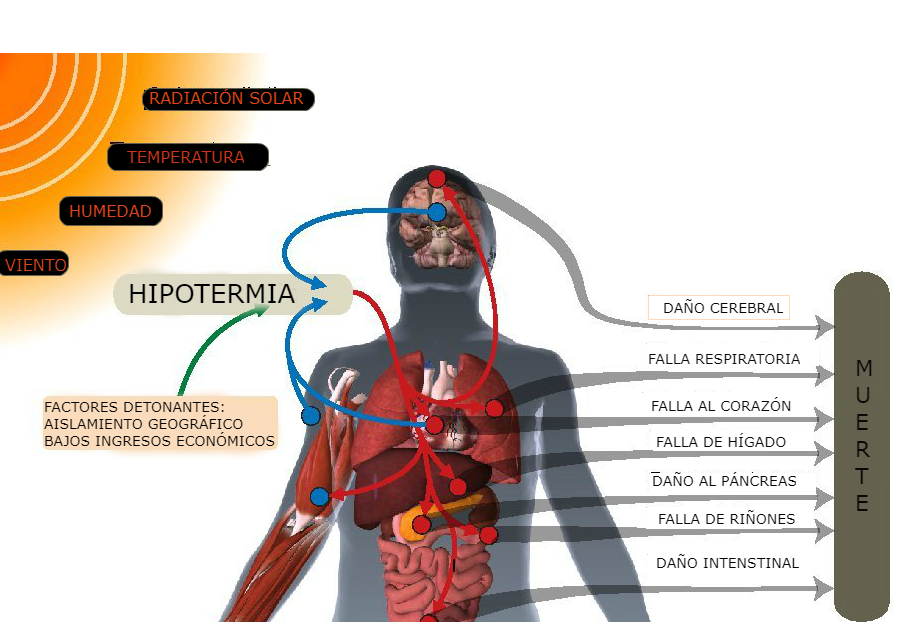 Se identificaron 27 maneras en las que el cuerpo se apaga cuando hay una sobrecarga térmica gracias a las olas de calor producto del cambio climático