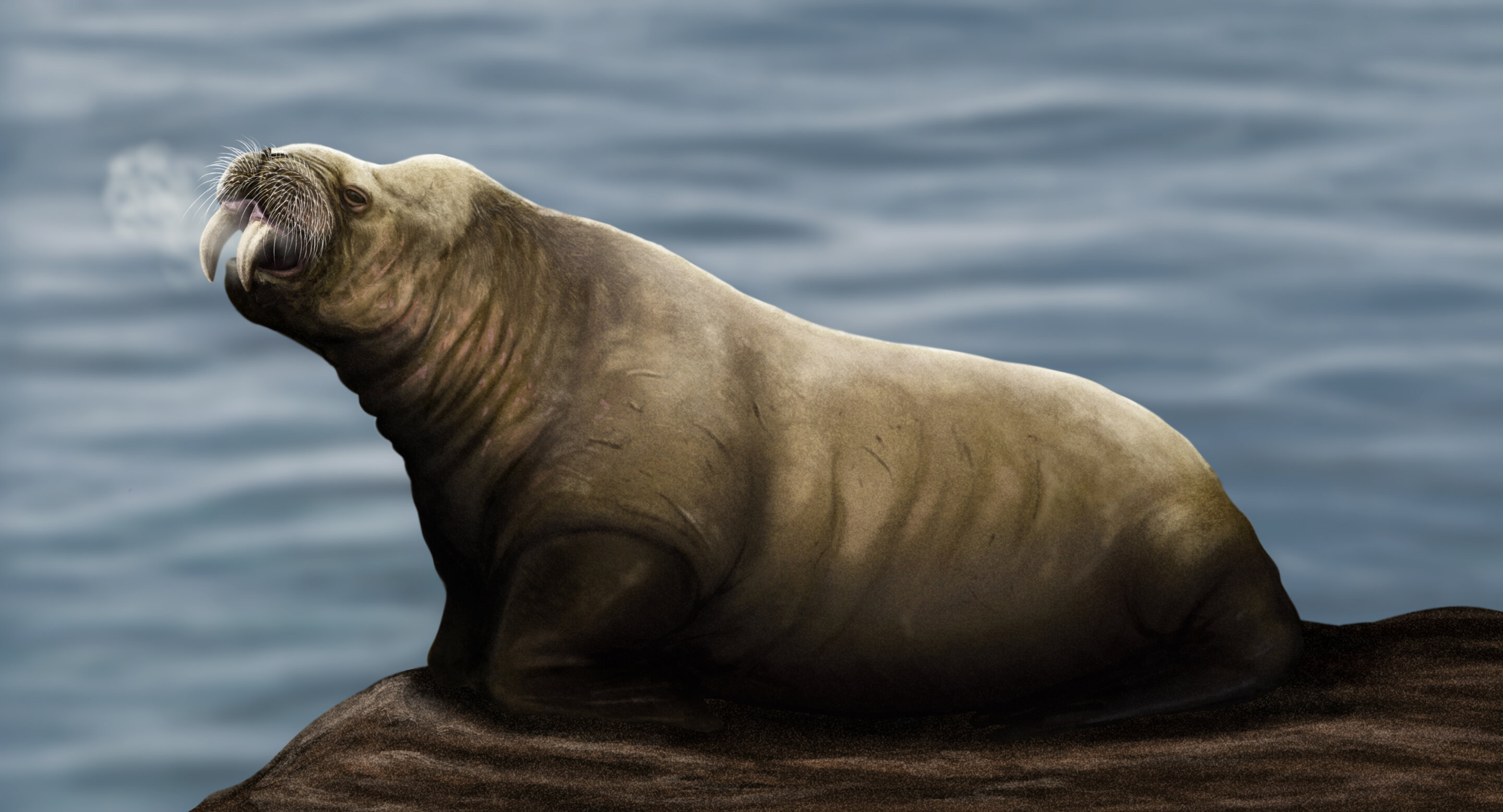 Gracias al estudio de fósiles, hallan nueva especie de mamífero similar a la morsa