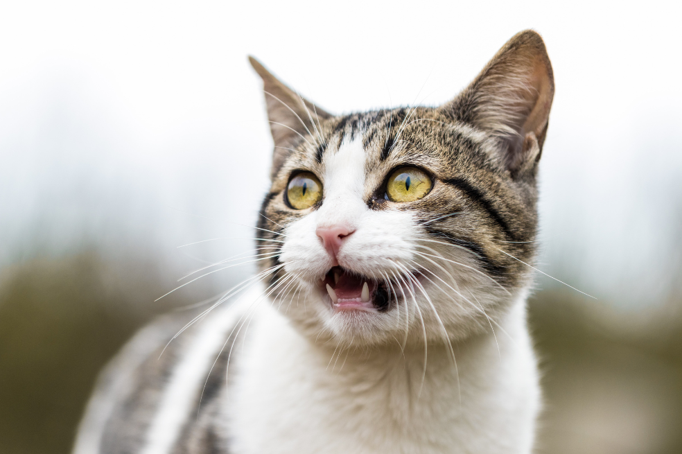 ¿Tu gato te está cuidando? Estas señales lo demostrarían