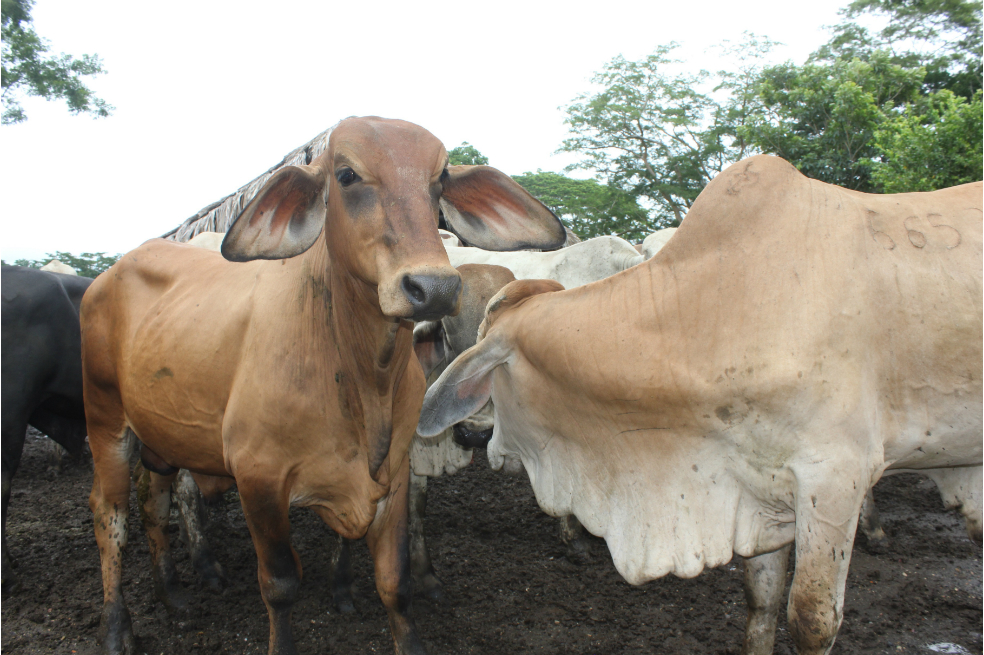 Se extiende periodo de cuarentena en Arauca por fiebre aftosa