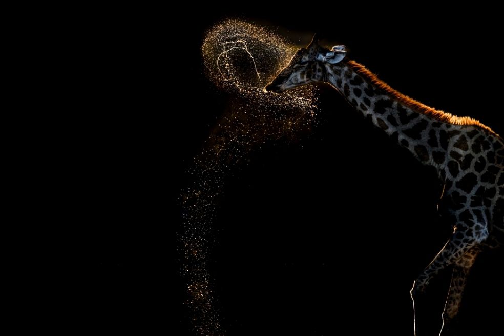 Categoría comportamiento de mamíferos: Vaidehi Chandrasekar fue la ganadora. De su foto, tomada en Singapur, dijo que su "deseo era capturar la interacción de la luz dorada y el movimiento del agua".