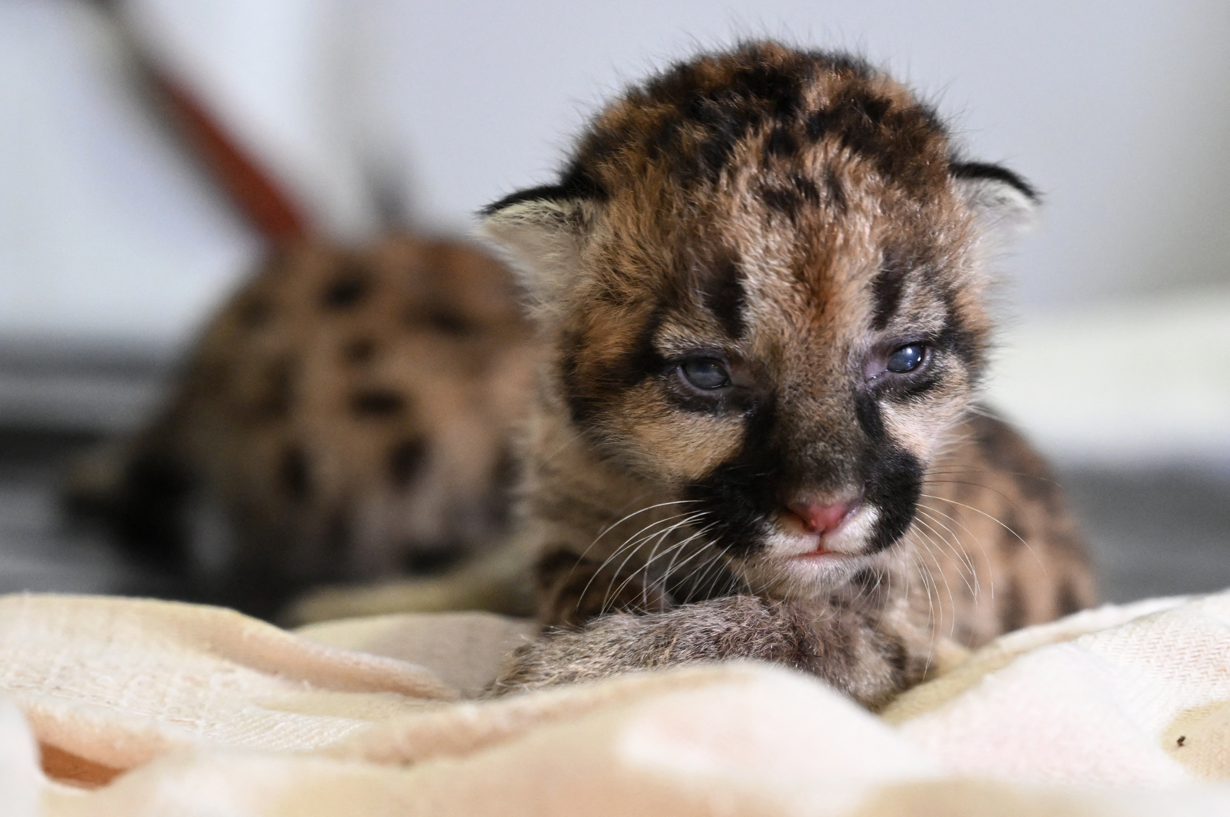Dos cachorros de puma fueron encontrados por campesinos en el Guaviare