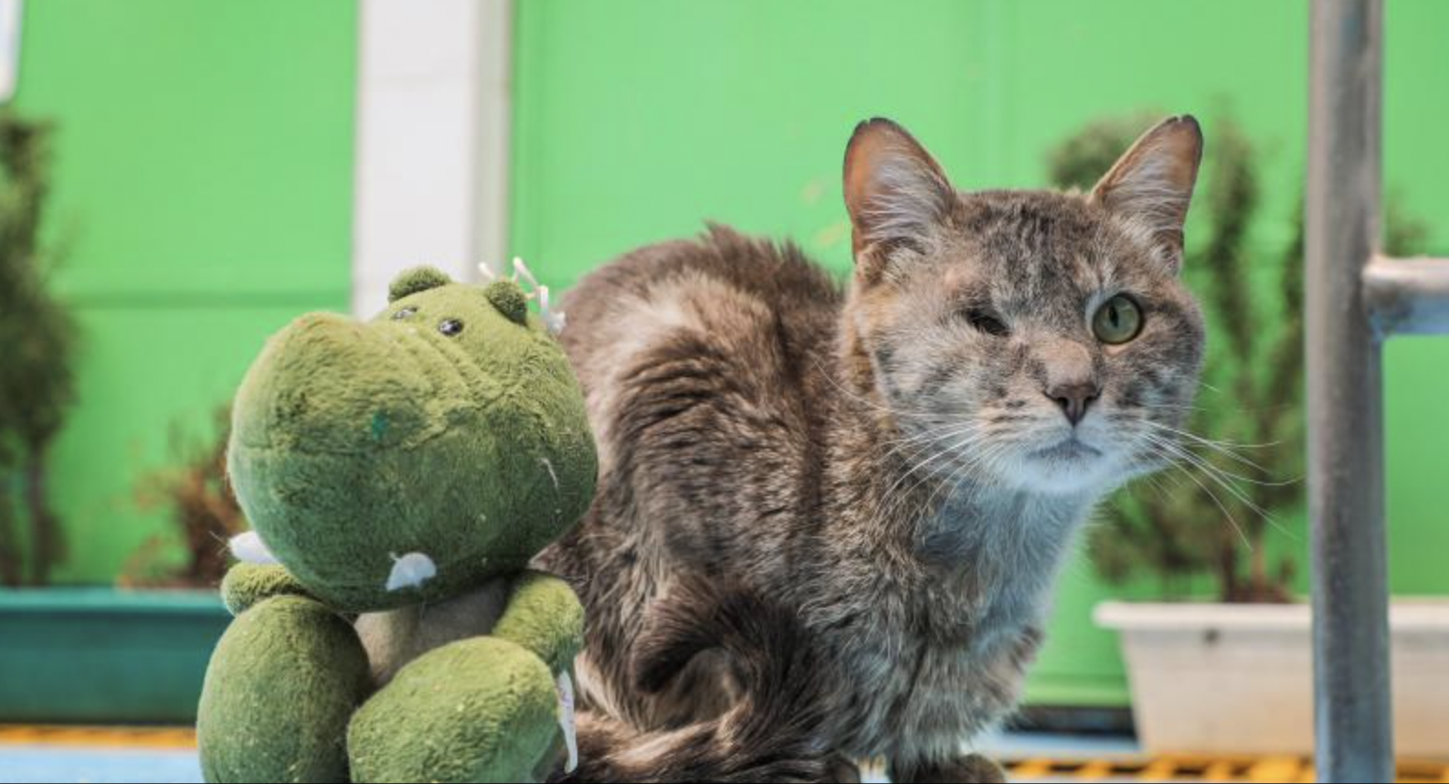 Cheshire: un gato que fue atropellado, ahora busca un hogar en Bogotá