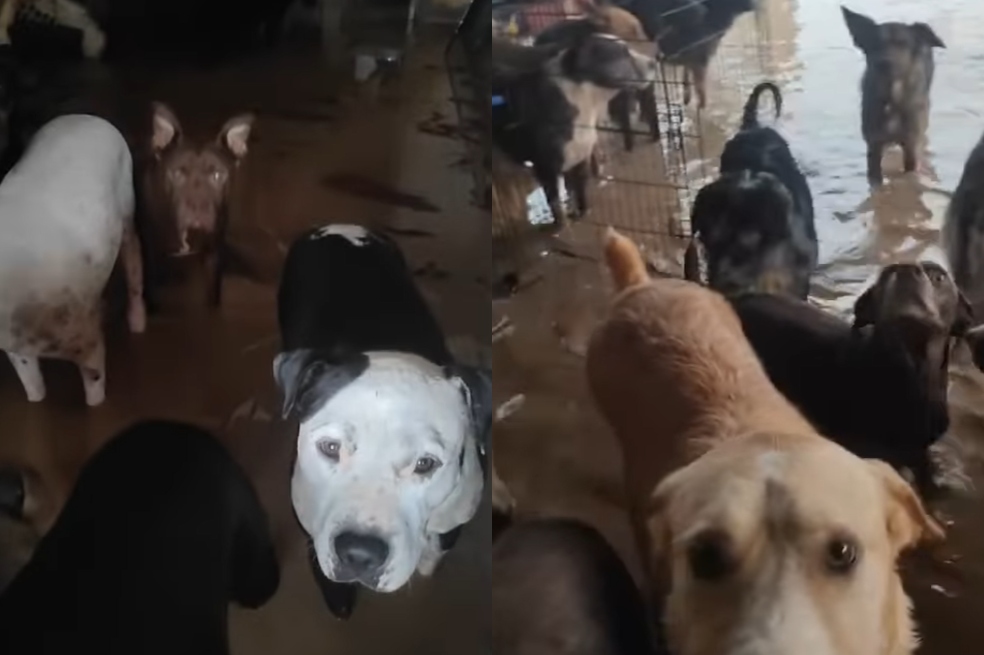 “Es una pesadilla”: refugio de animales quedó bajo el agua en España (video)