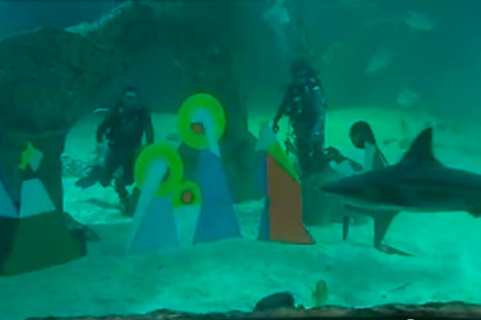 Un cura bendijo un pesebre con tiburones