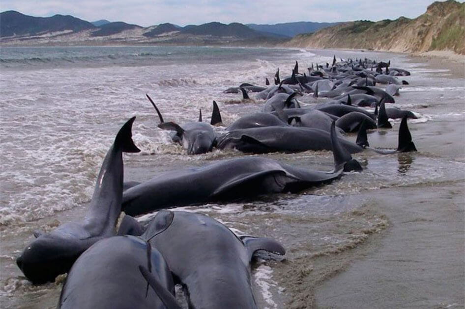 Cerca de 50 ballenas piloto se quedan varadas en la costa de Islandia