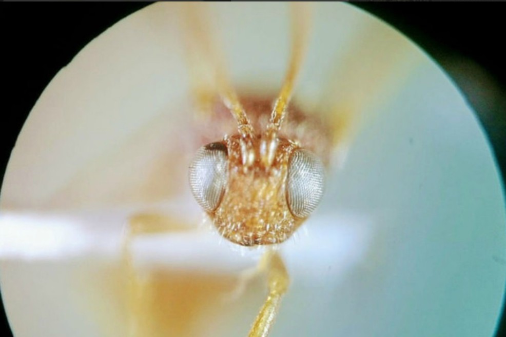 Las dos nuevas especies de avispas que identificaron investigadores colombianos