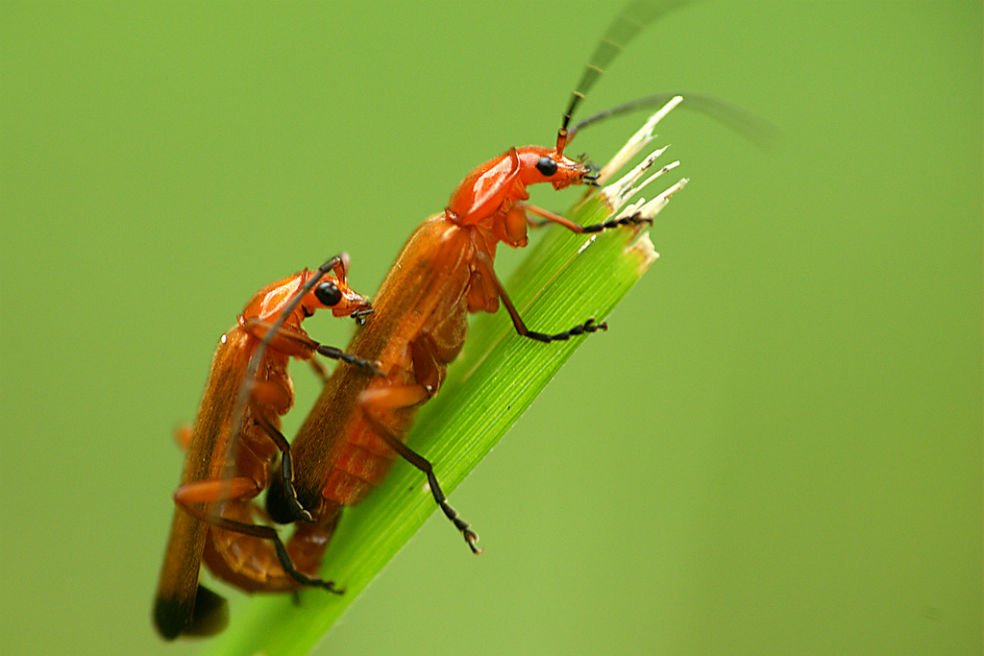 Olas de calor podrían afectar la reproducción de algunos animales
