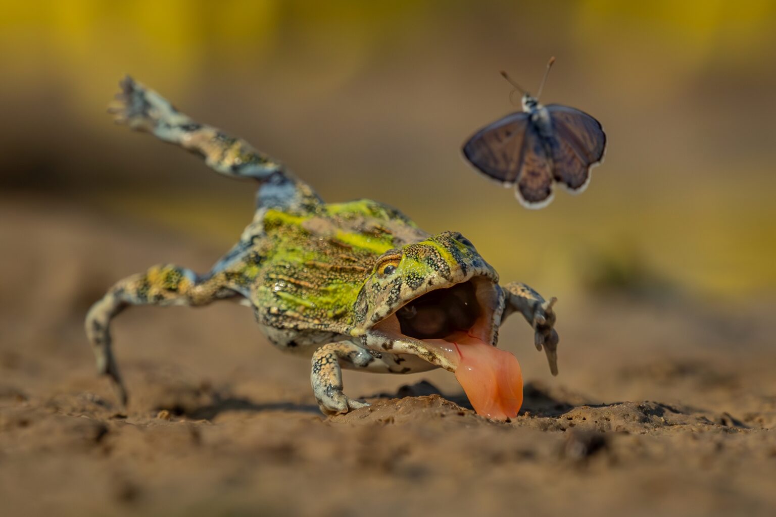 Las imágenes ganadoras de un concurso de fotografía de naturaleza