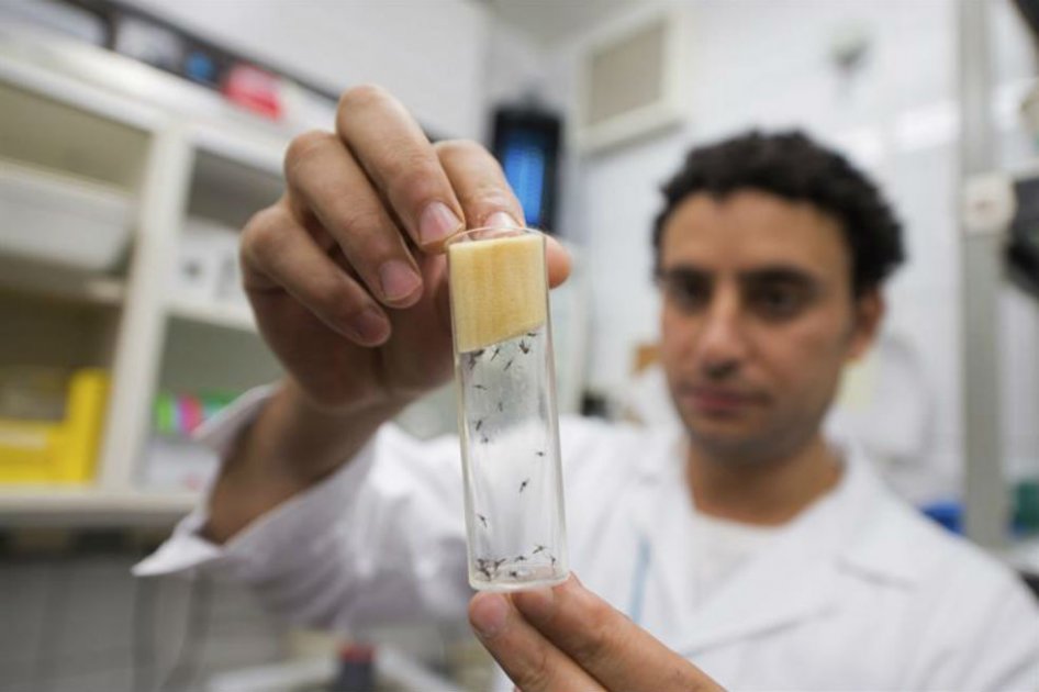 OMS «confiada» en que Juegos Olímpicos serán seguros pese al zika