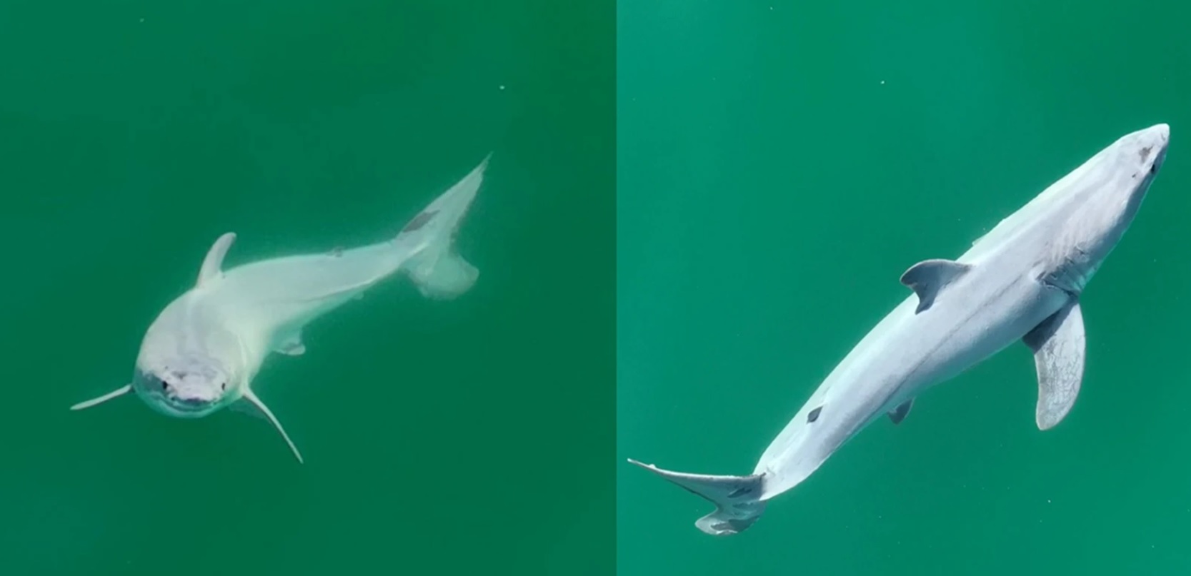 Logran, al parecer, el primer avistamiento de un tiburón blanco recién nacido