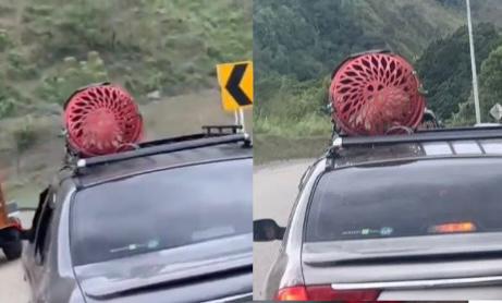 Video: indignación por viajeros que transportaron a su perro en el techo del carro