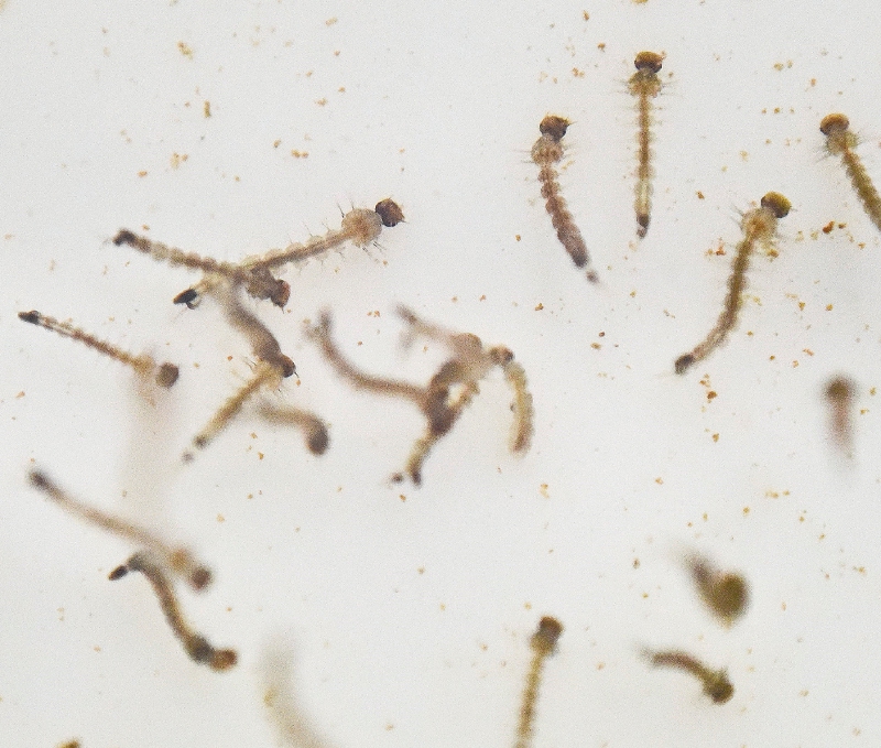 Cambio climático y dengue, una mala combinación
