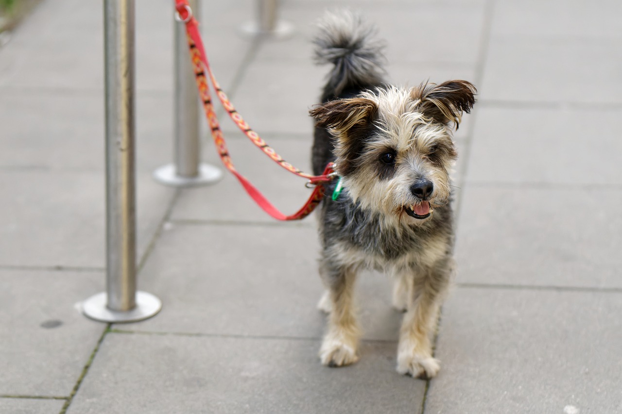 ¿Son seguras las casetas para dejar a los perros afuera de los supermercados?