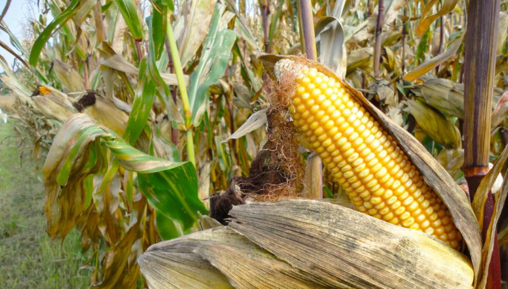 Cuba da luz verde a transgénicos en su territorio tras crisis alimentaria por coronavirus