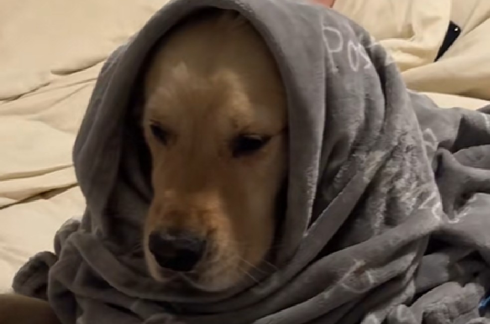 Perro duerme con la camiseta de su dueño durante tres días de ausencia (video)
