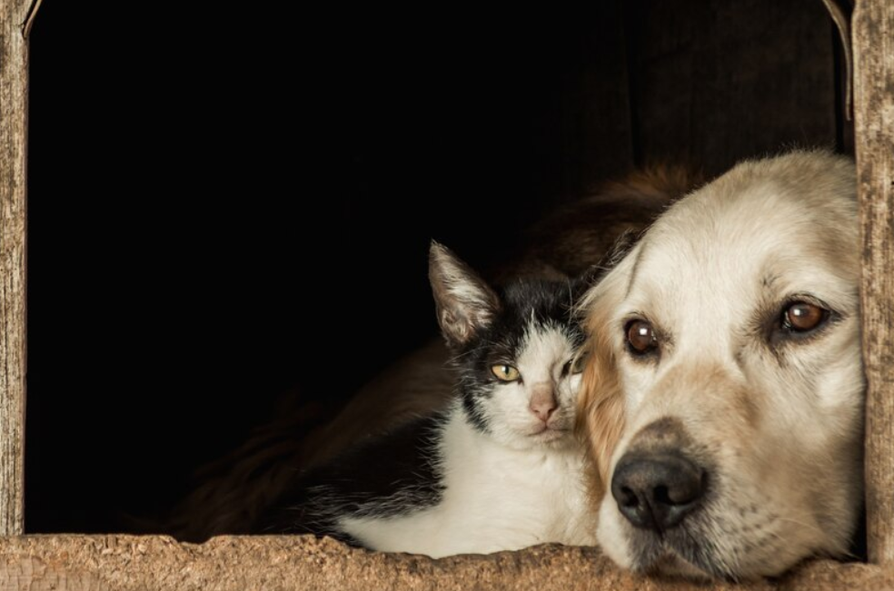 Hoy podría ser la peor noche para su perro o gato: protéjalos con estos consejos