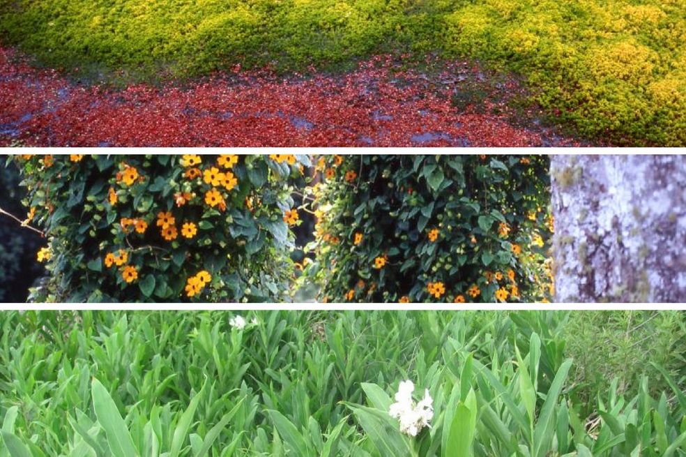 ¿Cuáles son las plantas más invasoras en Colombia?