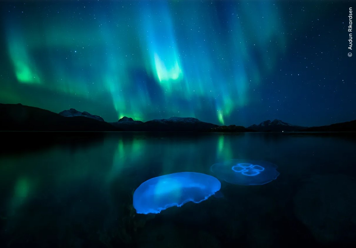 Jalea Aurora (Aurora Jellies, nombre original en inglés).