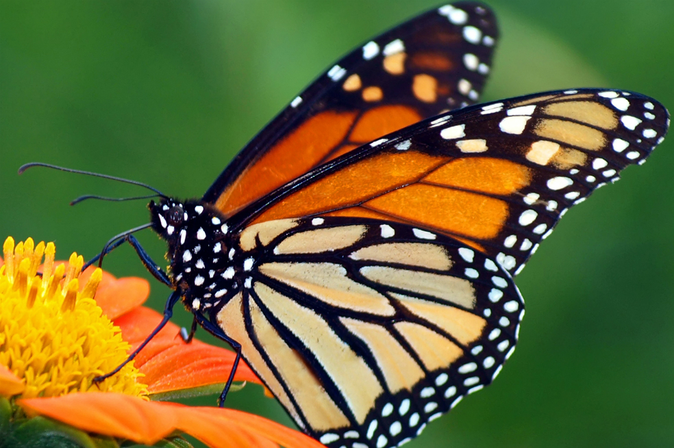La mariposa monarca migratoria entró a la lista de especies en peligro. ¿Por qué?