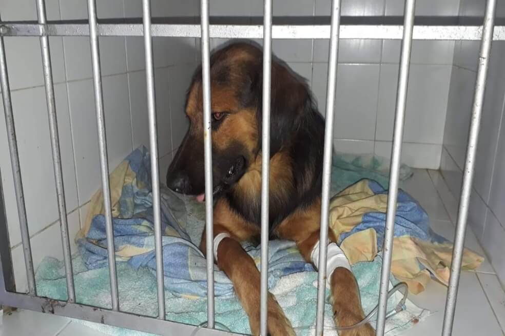 Por maltrato a “Gordo”, un perrito criollo, Fiscalía imputó cargos a un hombre en Arauca