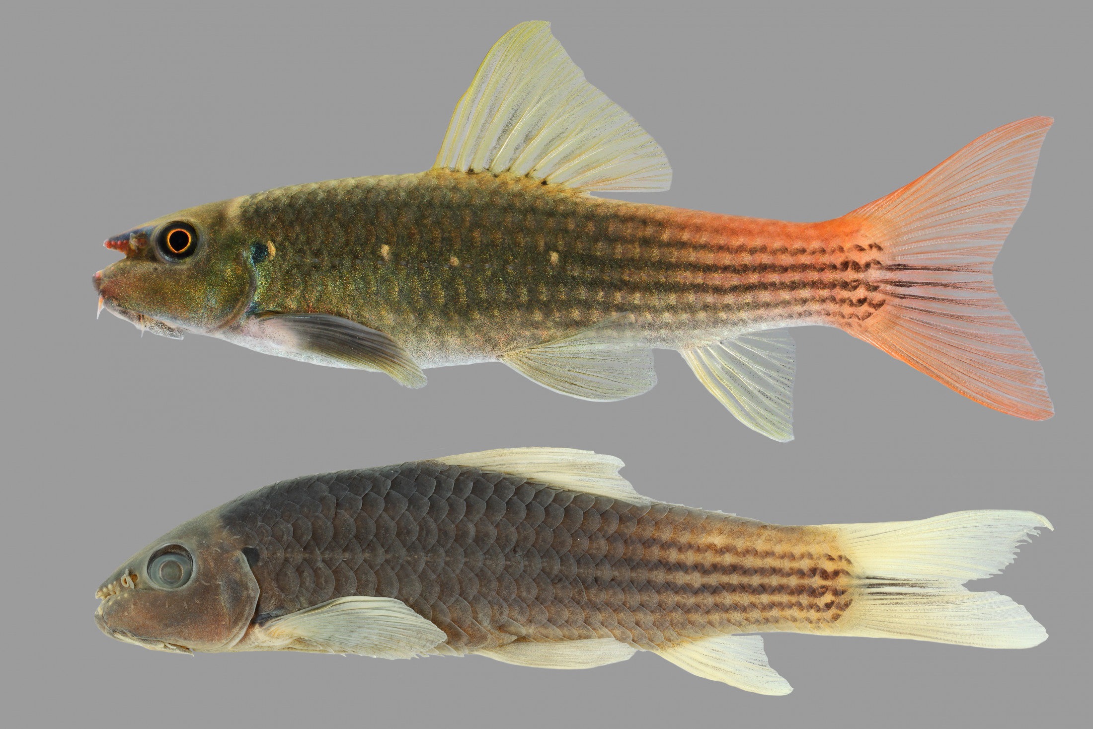 Un pez que se vende hace 20 años hasta ahora es una nueva especie para la ciencia