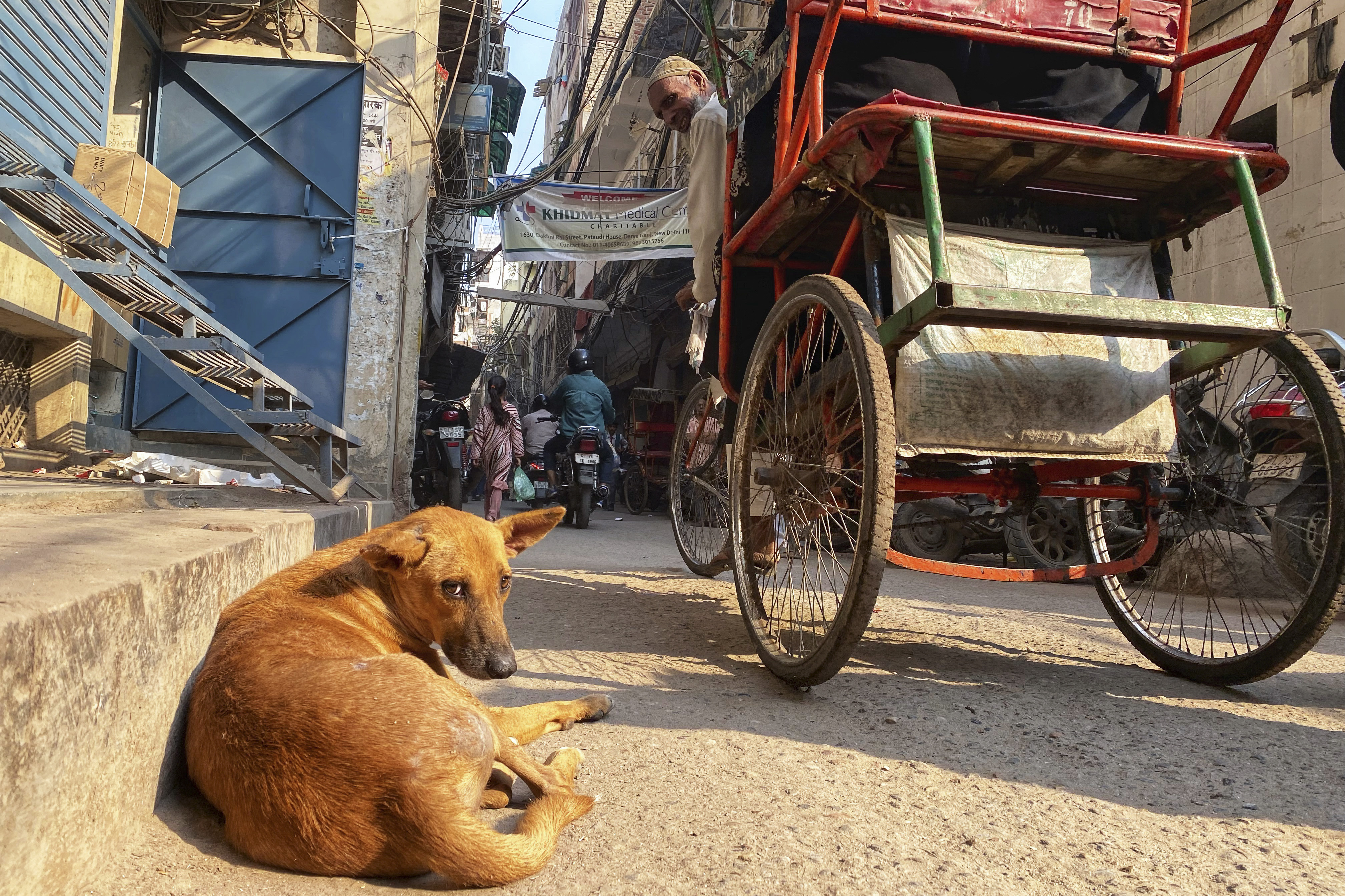 ¿Los ha visto? Estos animales buscan volver a su hogar en Colombia