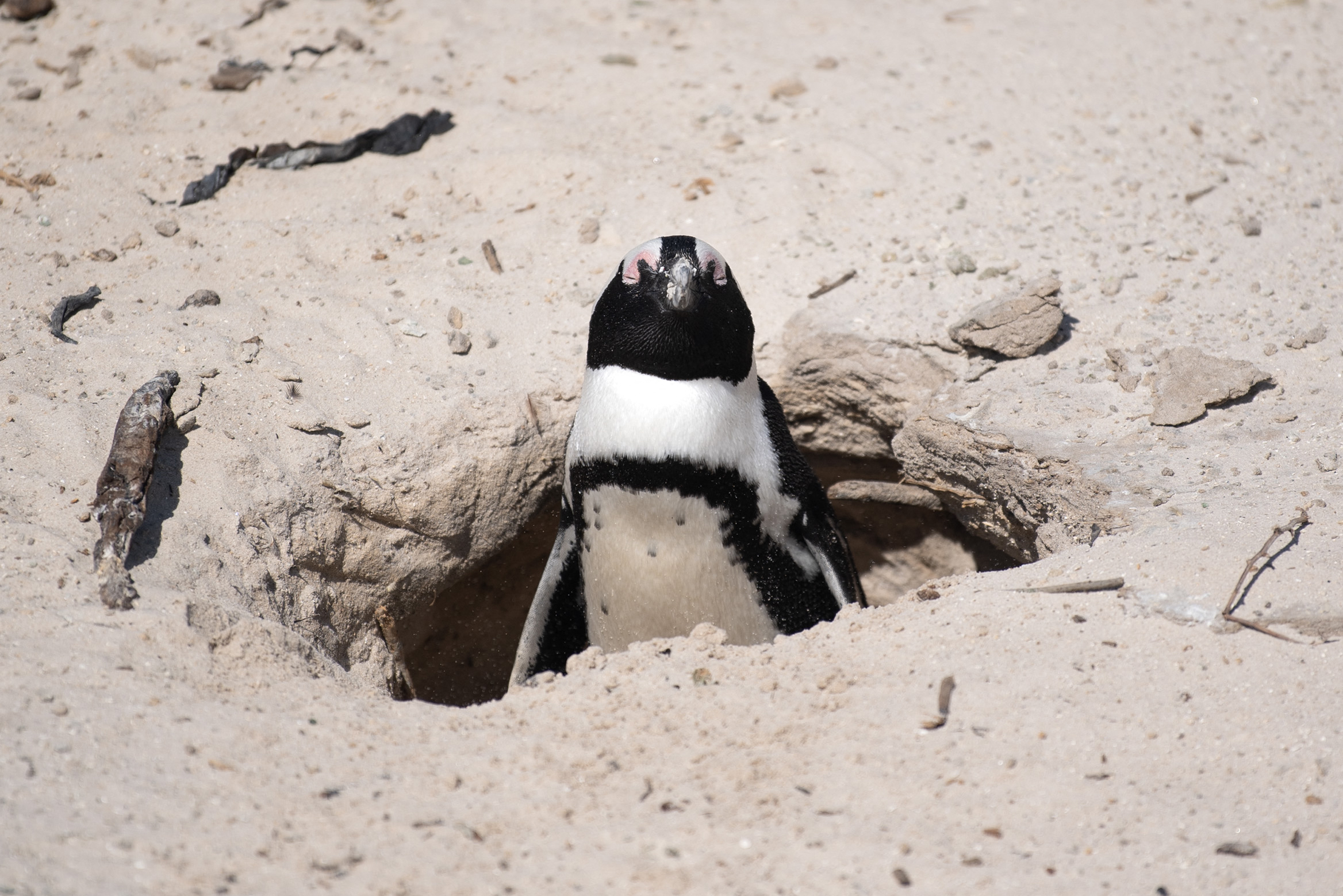 Más de 60.000 pingüinos murieron de hambre debido al colapso del número de sardinas en Sudáfrica