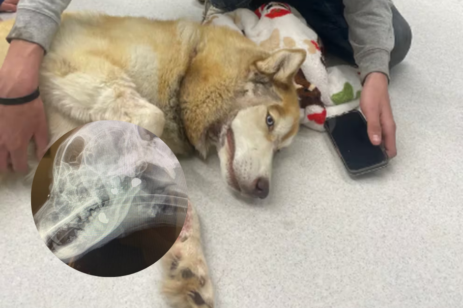 Zeus, el perro que recibió dos disparos en el rostro: milagrosa supervivencia