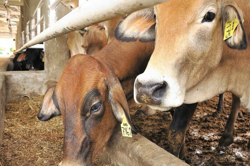 Perú amplía la prohibición de importar carne desde Colombia por fiebre aftosa