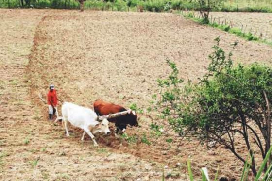 Los terrenos eran utilizados para el desarrollo de actividades como la ganadería y la agricultura. 