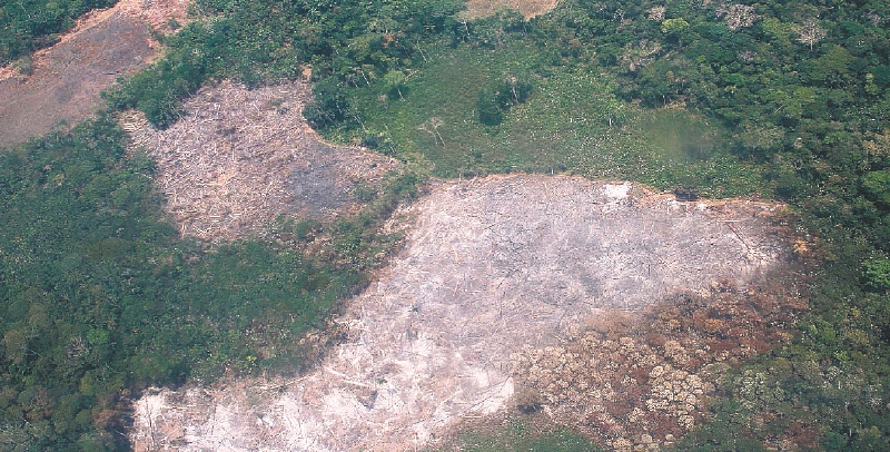 Lo que está pasando en Amazonia es ilegal, inmoral e irracional