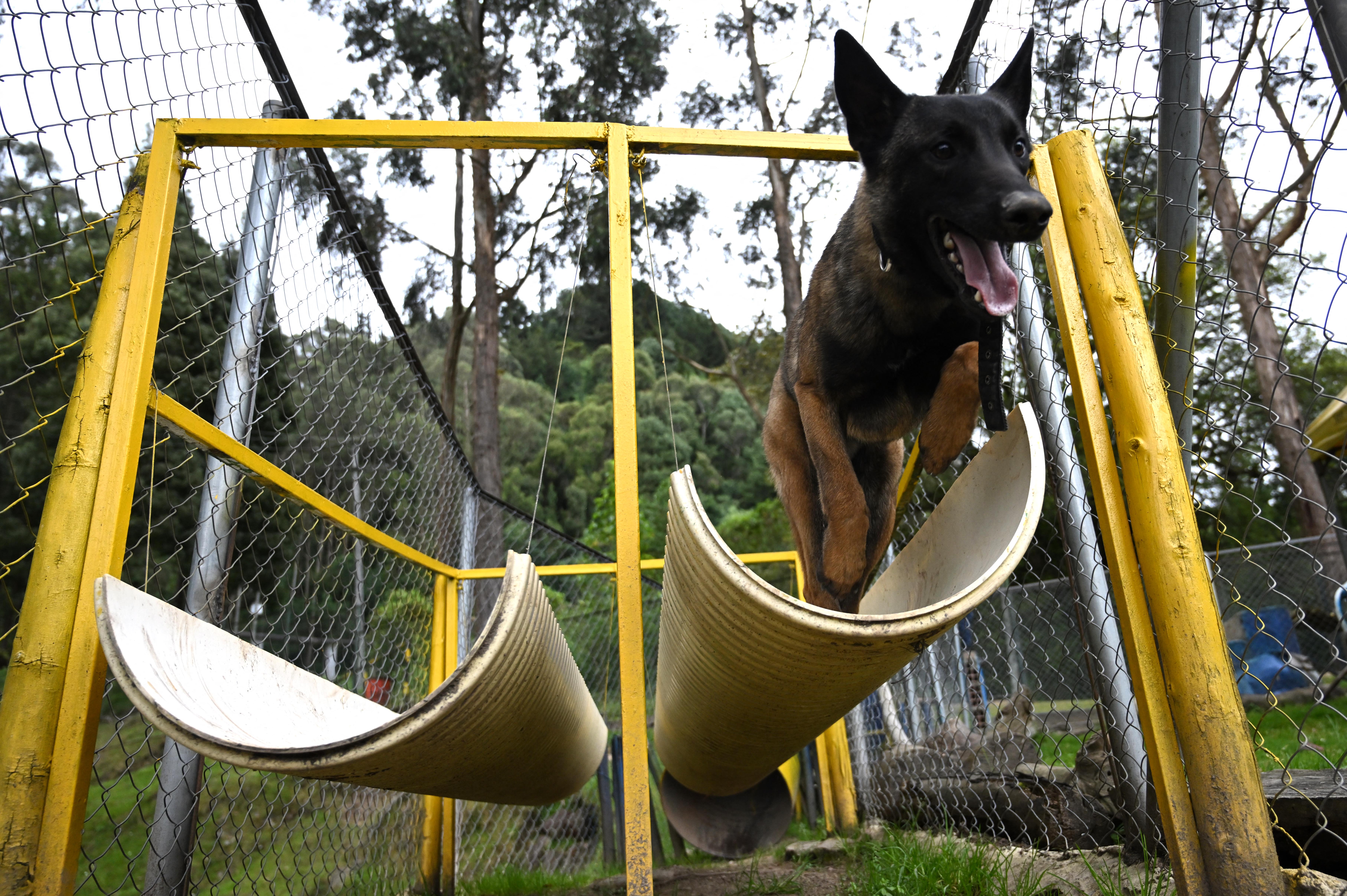 centro de entrenamiento canino del Ejército de Colombia