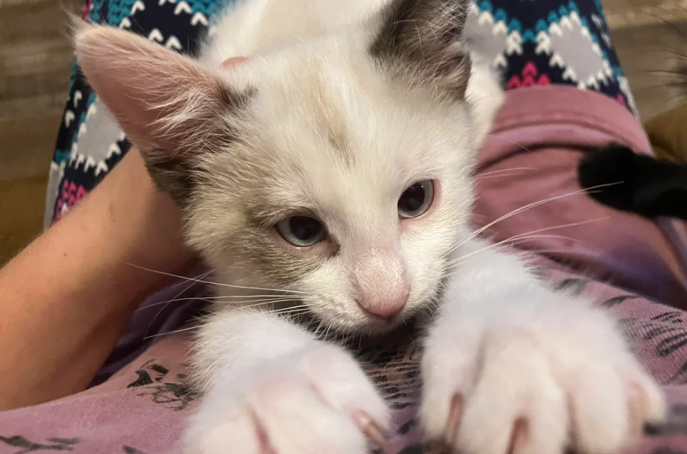 Devuelven a gatita a las tres horas por “no ser lo suficientemente tierna”