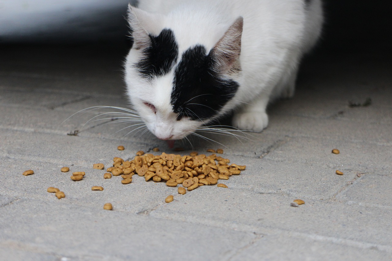 Gatos: ¿cuántas veces al día deben comer?
