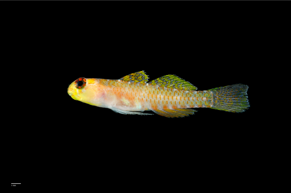 Encontrado en los remotos arrecifes del Mar del Coral, en Australia, este vibrante gobio mide solo unos pocos milímetros de largo. El espécimen llamó inmediatamente la atención del Dr. Chris Goatley y su equipo; mientras que las especies similares en Australia suelen ser verdes, este nuevo descubrimiento se caracteriza por una llamativa paleta de colores melocotón, amarillo y naranja. Las marcas únicas en el iris —específicamente siete líneas radiales alrededor de la pupila— lo distinguen de sus parientes más cercanos.