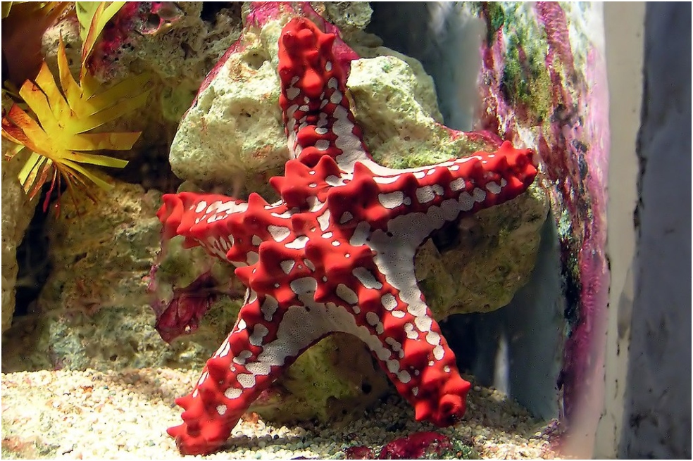 Los “brazos” de las estrellas de mar serían extensiones de su cabeza