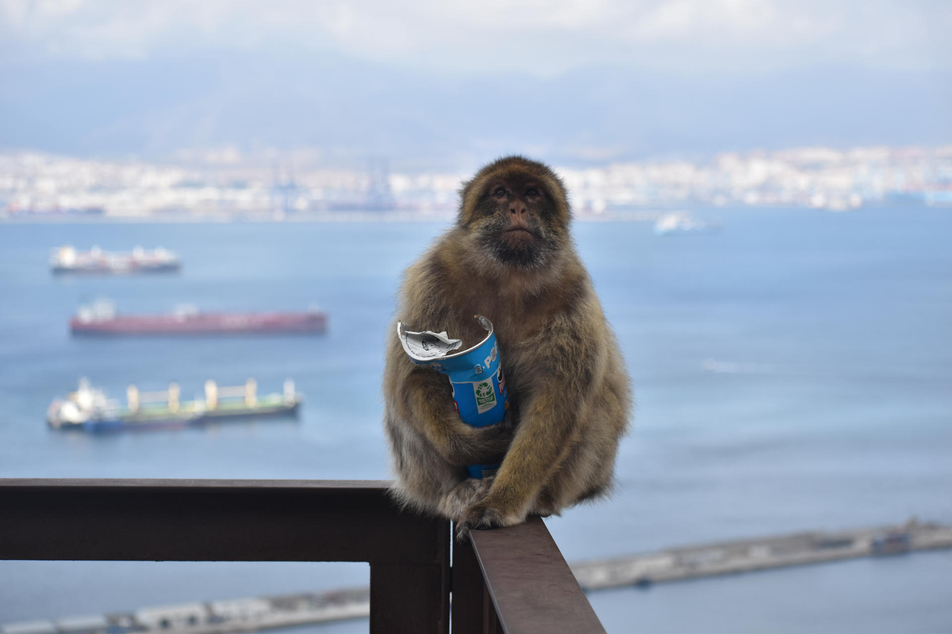 Macacos en Gibraltar comen tierra para aliviar indigestión tras recibir comida de turistas